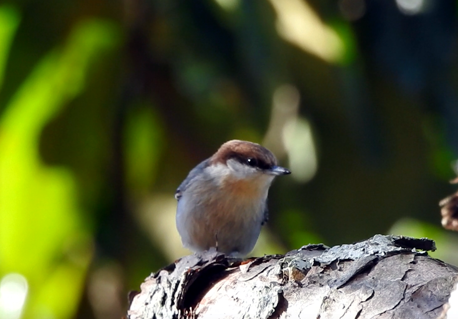 Brown-headed Nuthatch - ML612468732