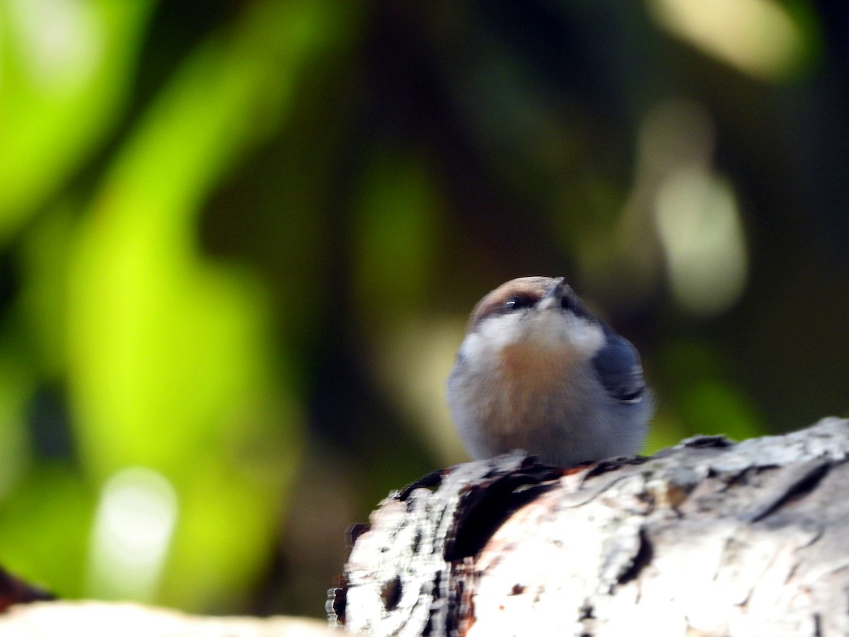 Brown-headed Nuthatch - ML612468734