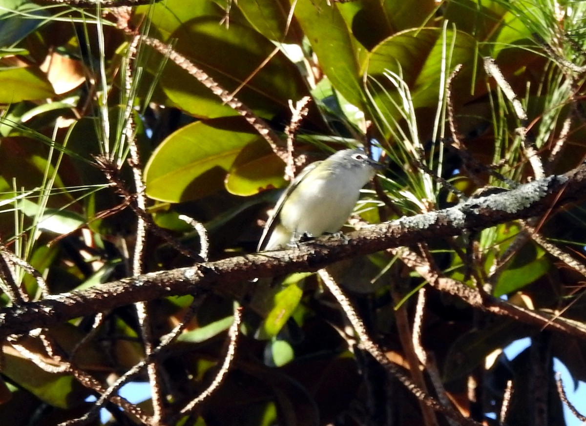 Blue-headed Vireo - ML612468781