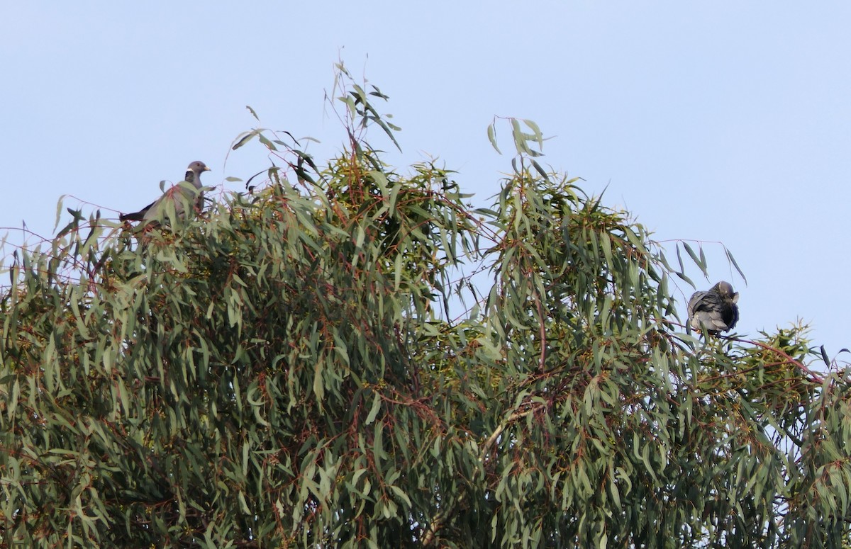 Band-tailed Pigeon - ML612468786