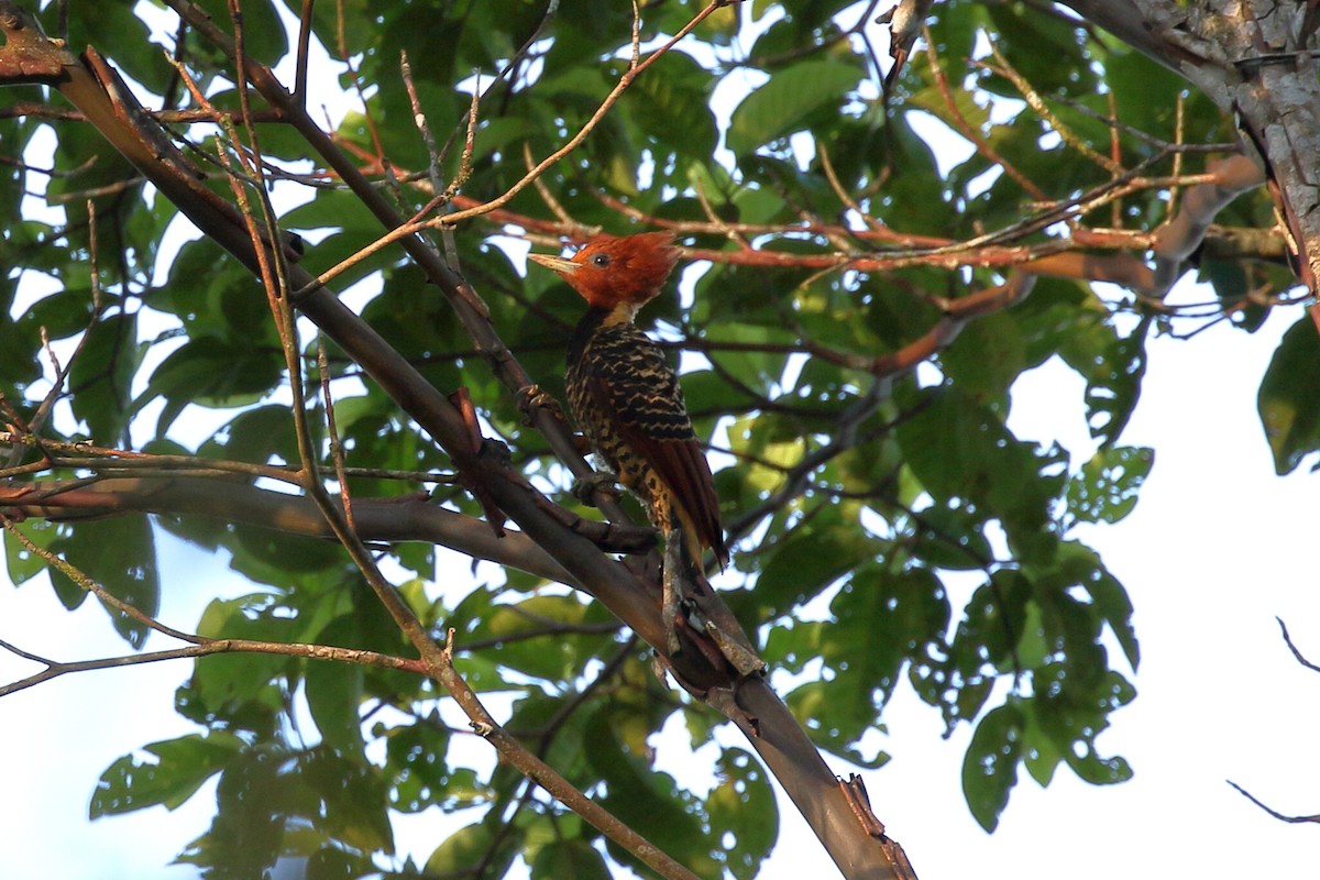 Rufous-headed Woodpecker - Chris Rasmussen
