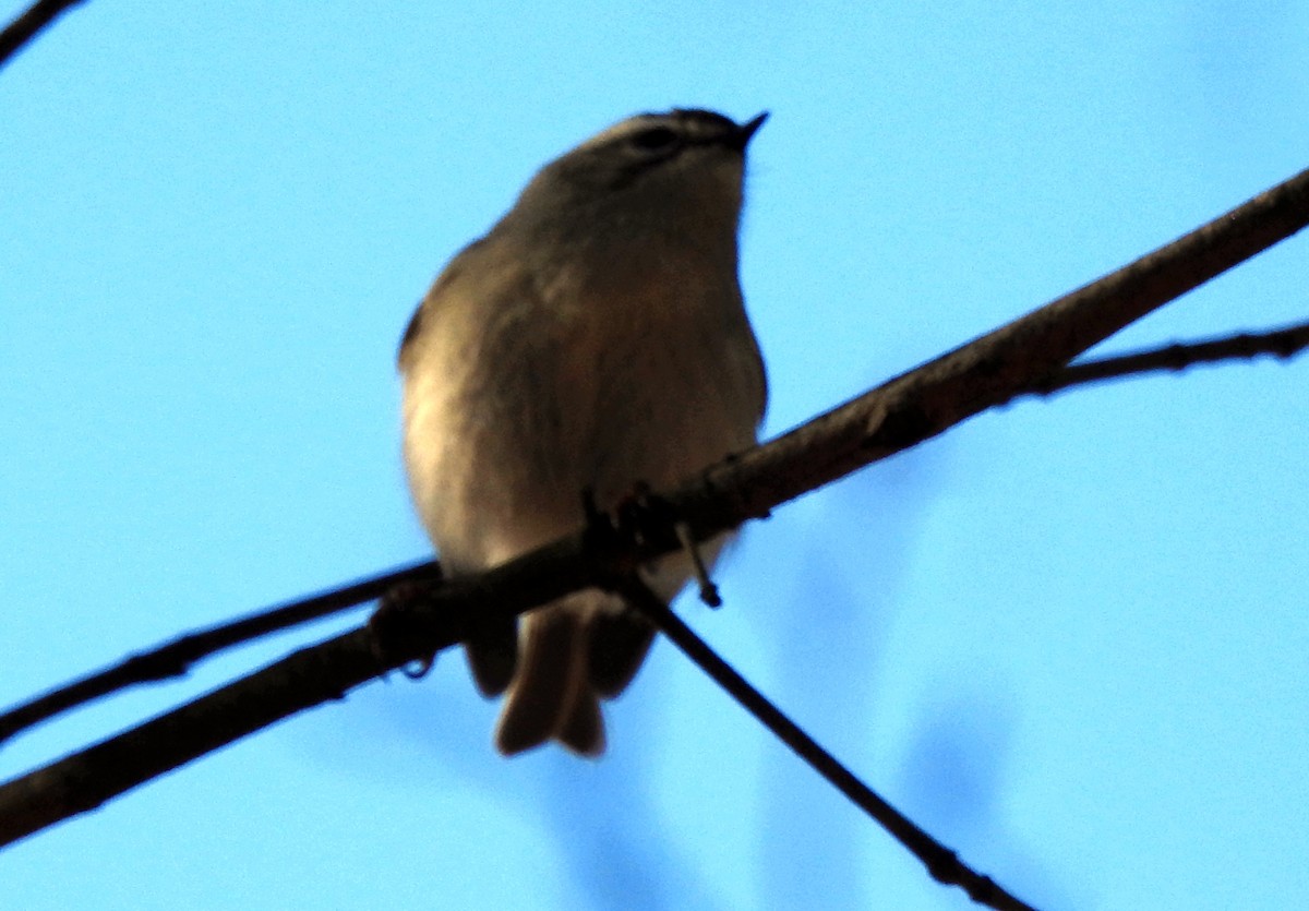 Golden-crowned Kinglet - ML612468849