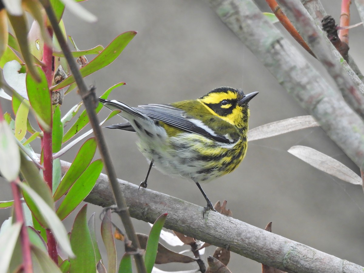 Townsend's Warbler - ML612468860