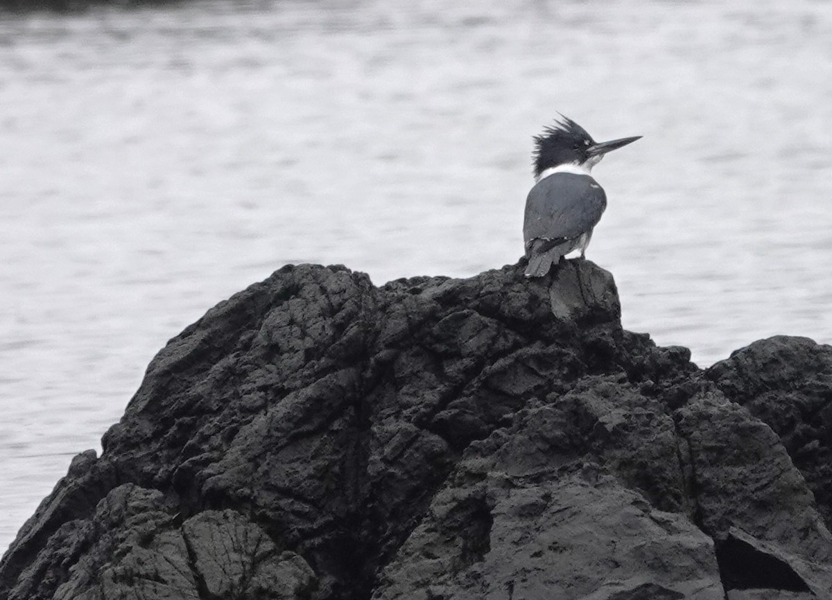 Belted Kingfisher - franci Holtslander