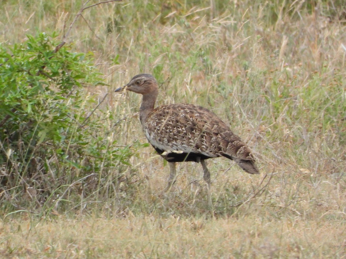 Red-crested Bustard - ML612468872