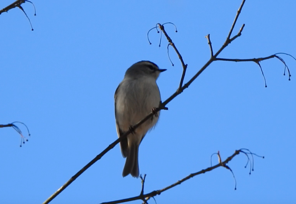 Golden-crowned Kinglet - ML612468878