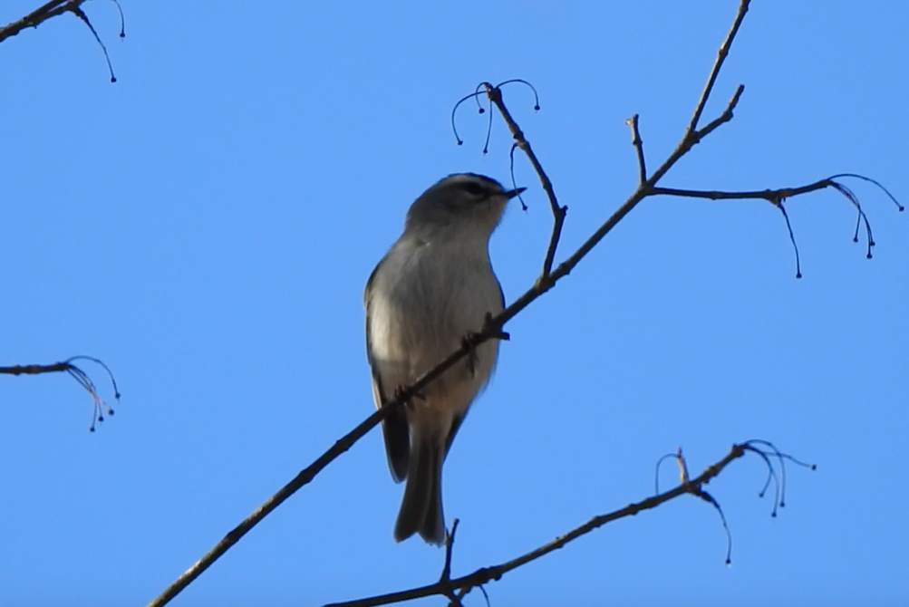 Golden-crowned Kinglet - ML612468879