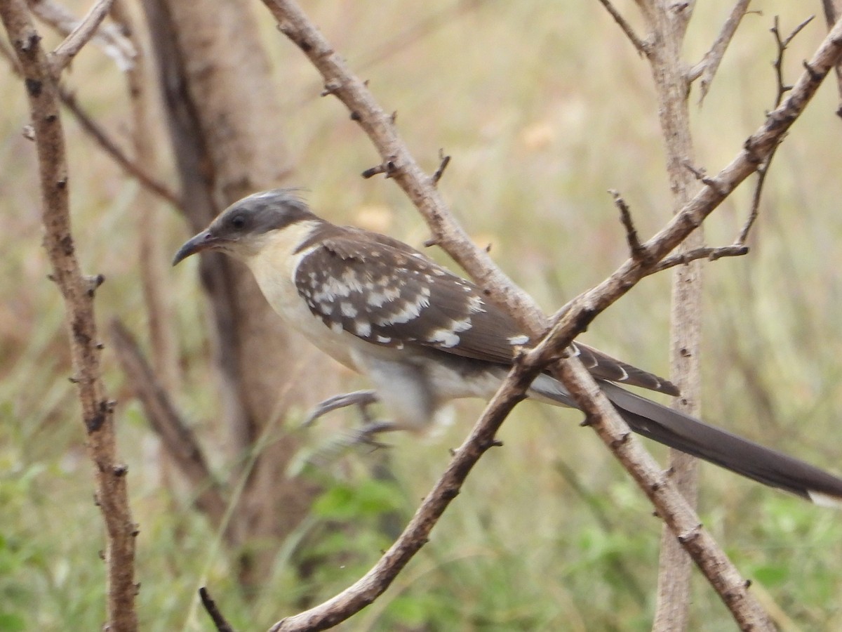 Great Spotted Cuckoo - ML612468901