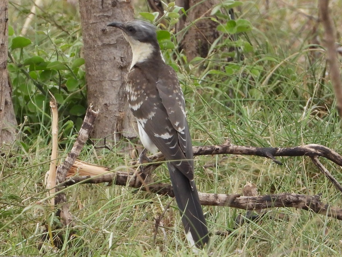 Great Spotted Cuckoo - ML612468902