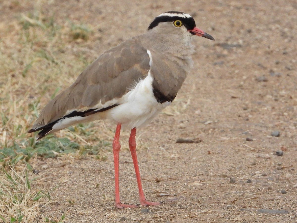 Crowned Lapwing - ML612468912