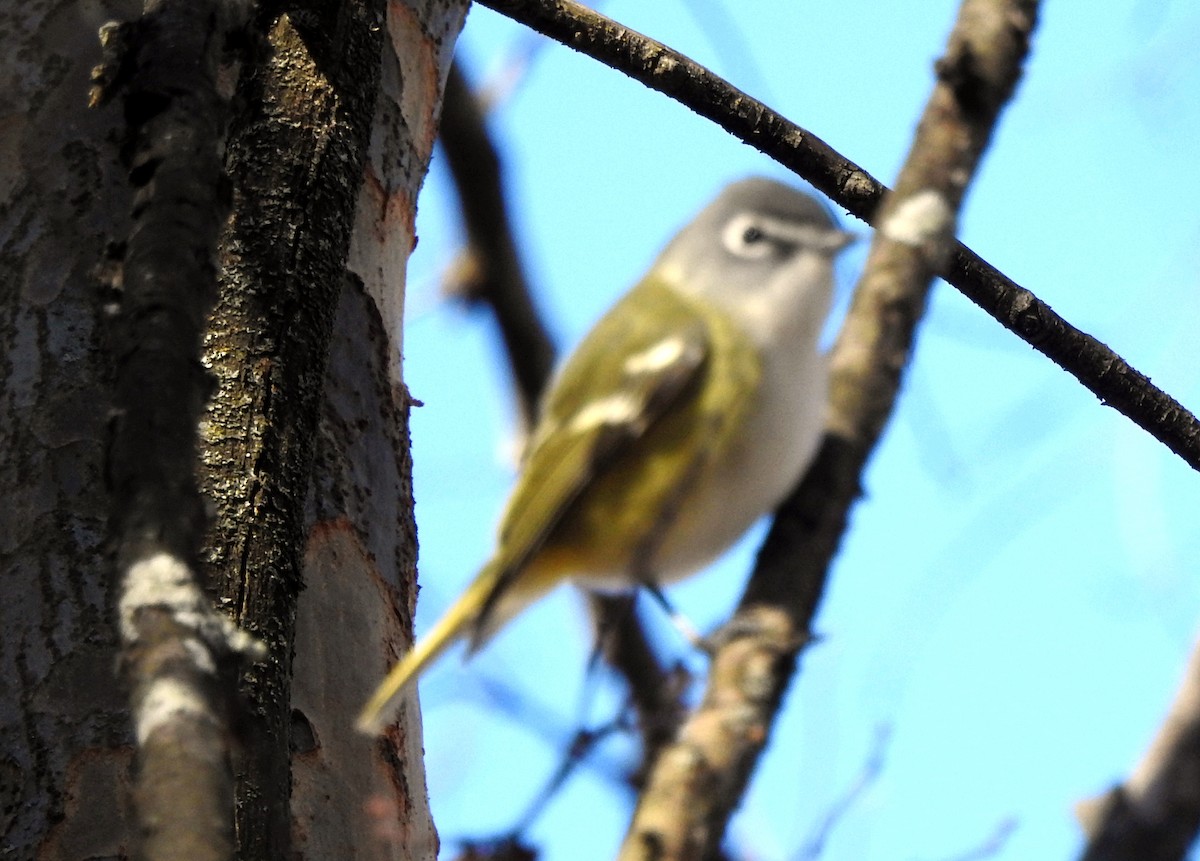 Blue-headed Vireo - ML612468936