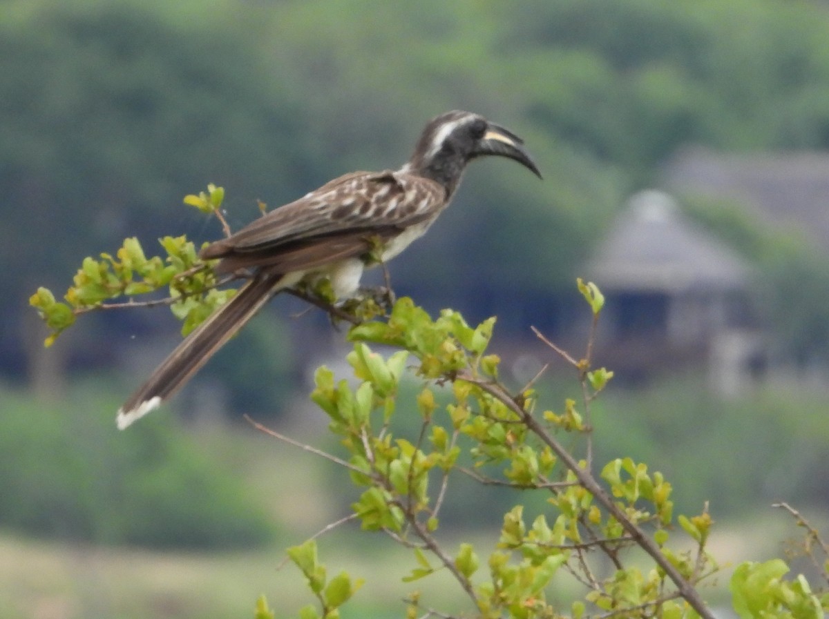 African Gray Hornbill - ML612468954