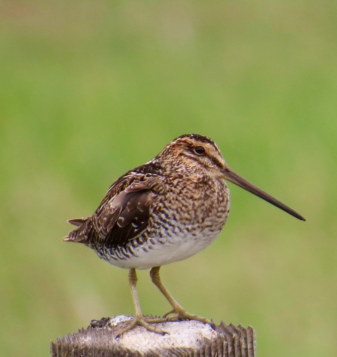 Wilson's Snipe - ML61246901