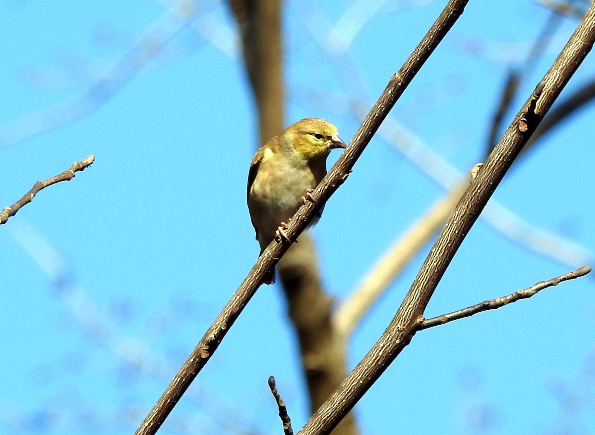 American Goldfinch - ML612469029