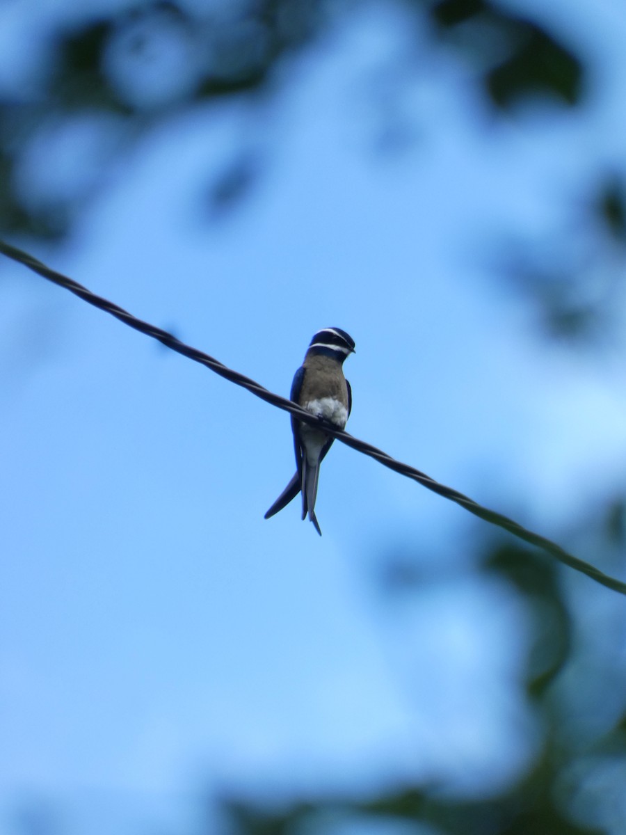 Whiskered Treeswift - ML612469031
