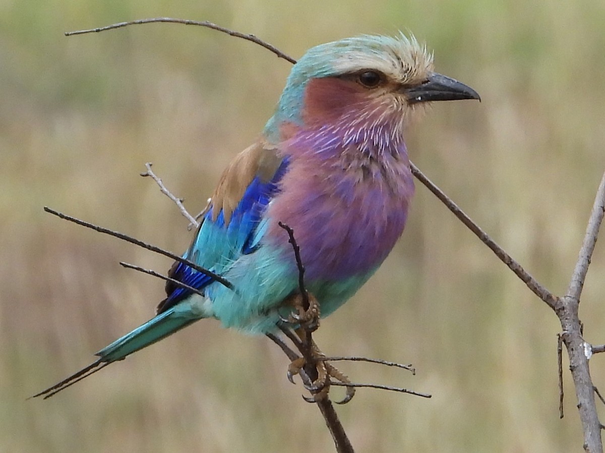 Lilac-breasted Roller - ML612469043