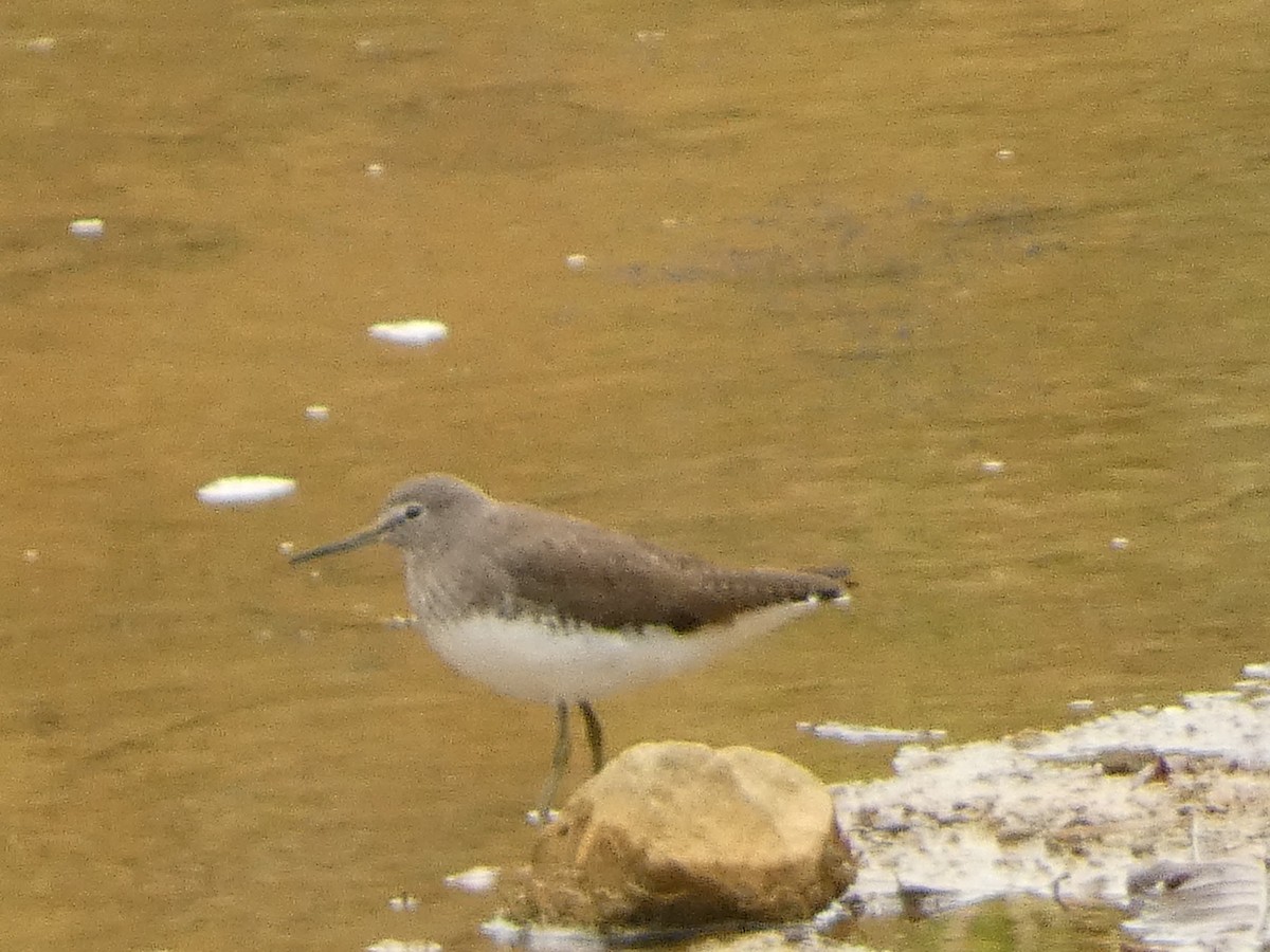 Green Sandpiper - ML612469054
