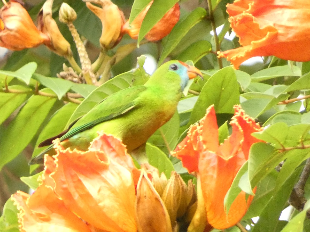 Philippine Hanging-Parrot - ML612469064