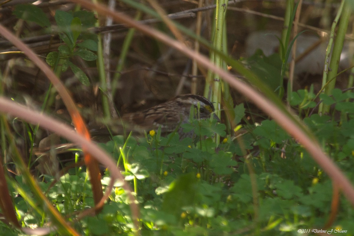 White-throated Sparrow - ML612469082