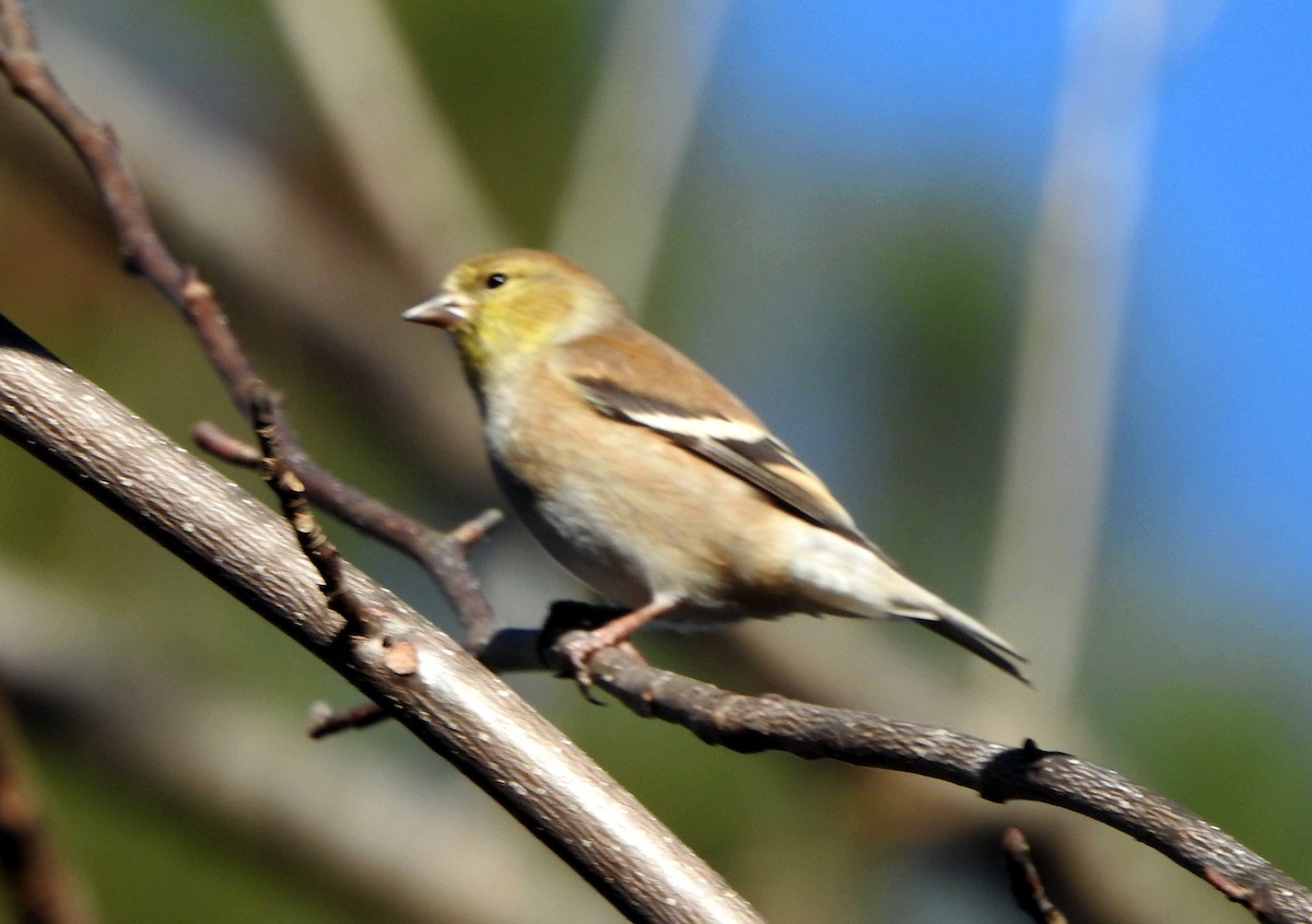 American Goldfinch - ML612469083