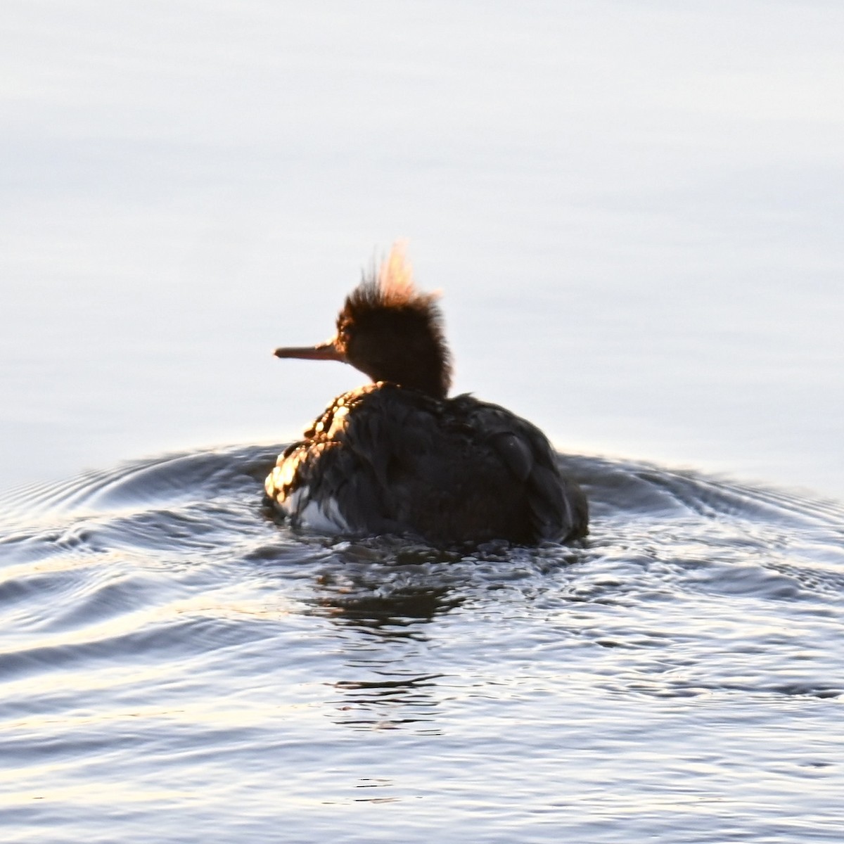 Red-breasted Merganser - ML612469249