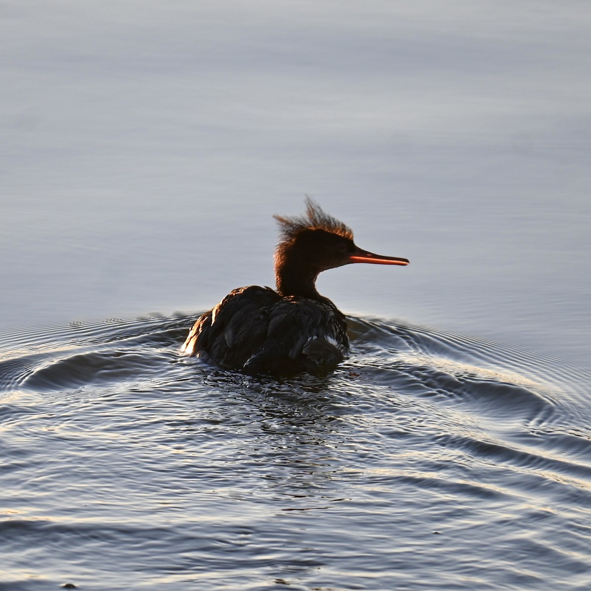 Red-breasted Merganser - ML612469253