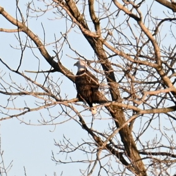 Bald Eagle - ML612469319