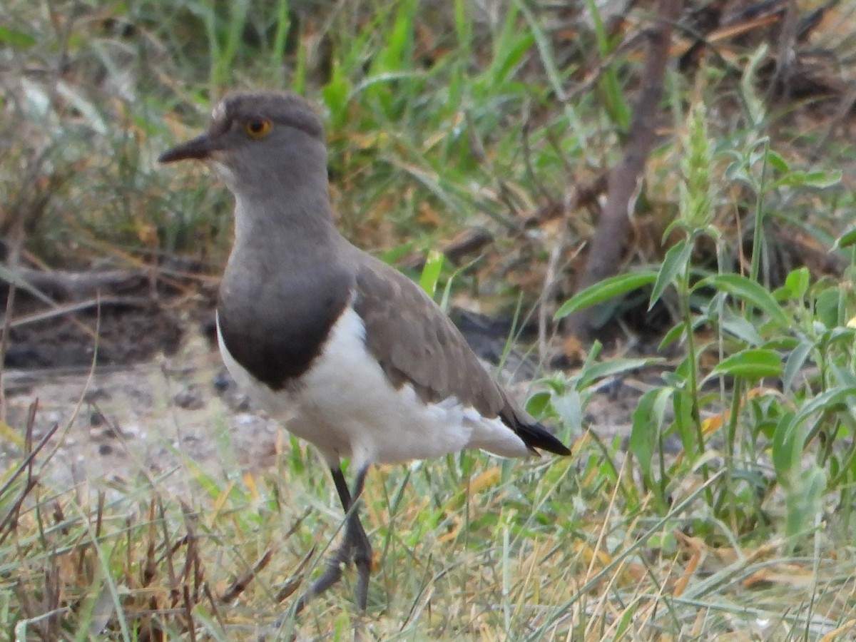 Senegal Lapwing - ML612469378