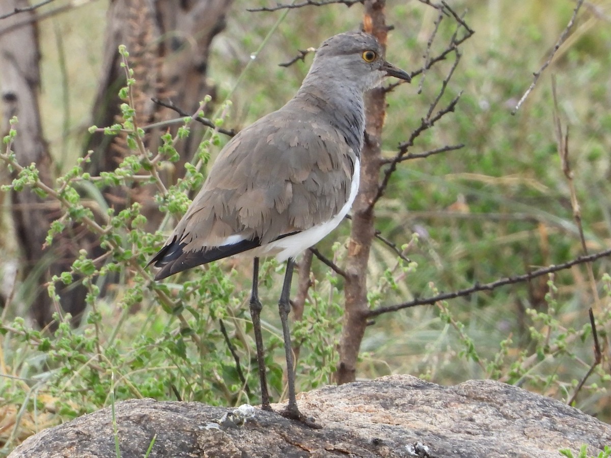 Senegal Lapwing - ML612469379