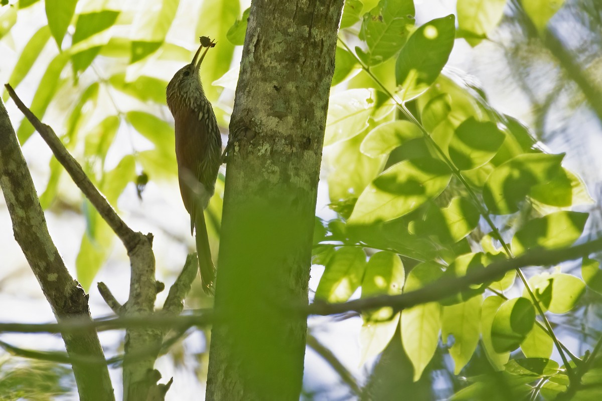 Scaled Woodcreeper - ML612469463