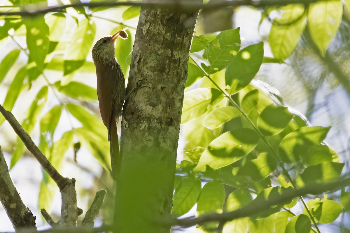 Scaled Woodcreeper - ML612469464