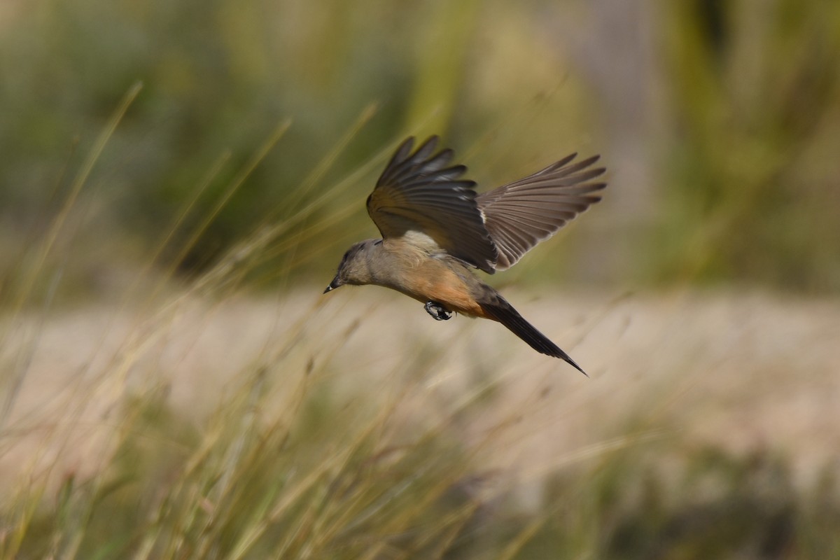 Say's Phoebe - Brandon Caswell