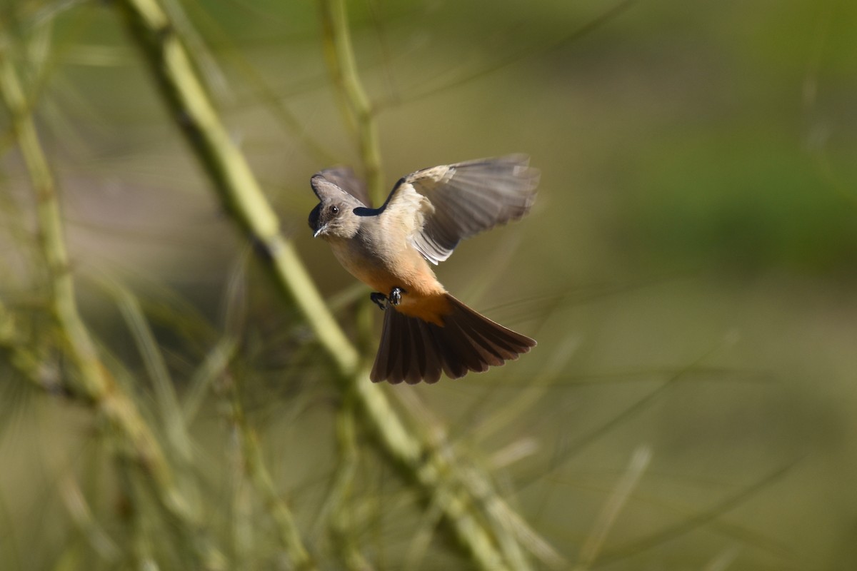 Say's Phoebe - ML612469470