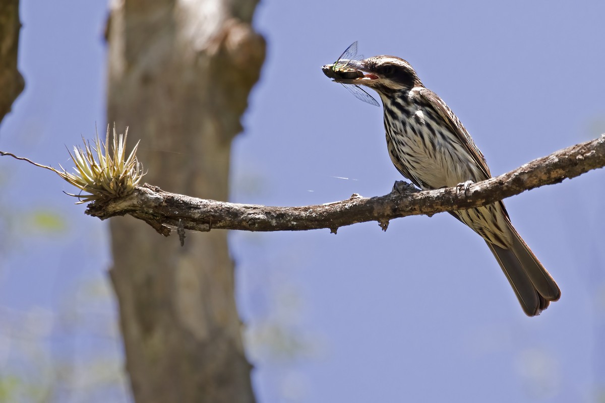 Streaked Flycatcher - ML612469472