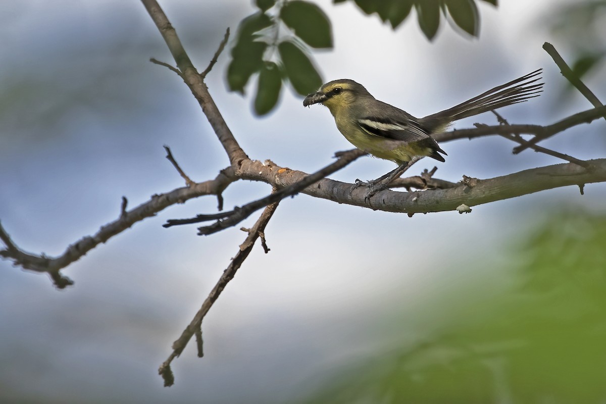 Greater Wagtail-Tyrant - ML612469488