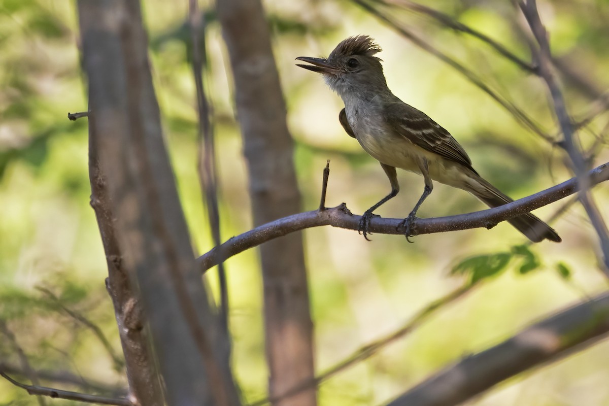 Brown-crested Flycatcher - ML612469493