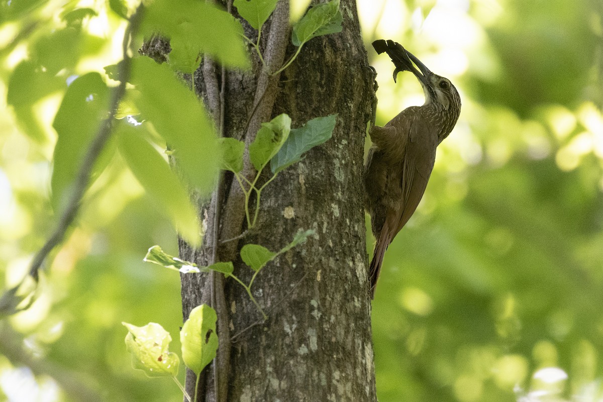 White-throated Woodcreeper - ML612469502