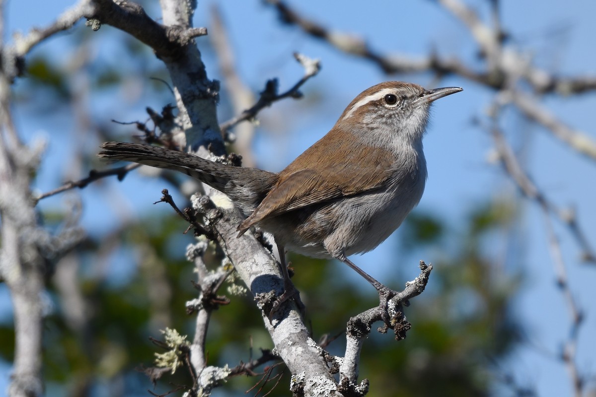 Bewick's Wren - ML612469529