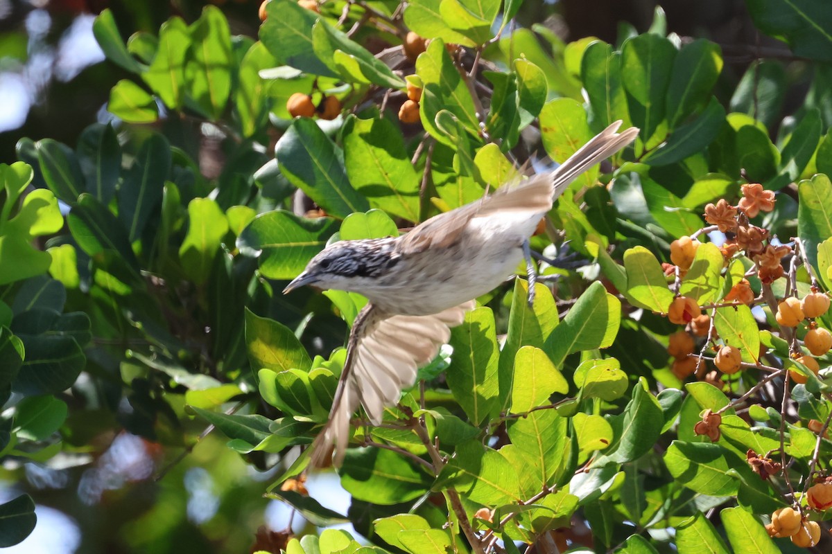 Striped Honeyeater - ML612469531