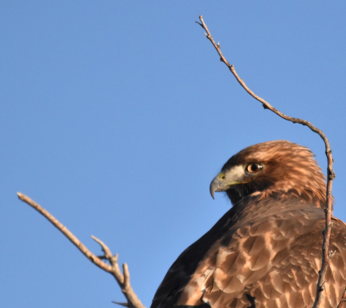Red-tailed Hawk - ML612469563