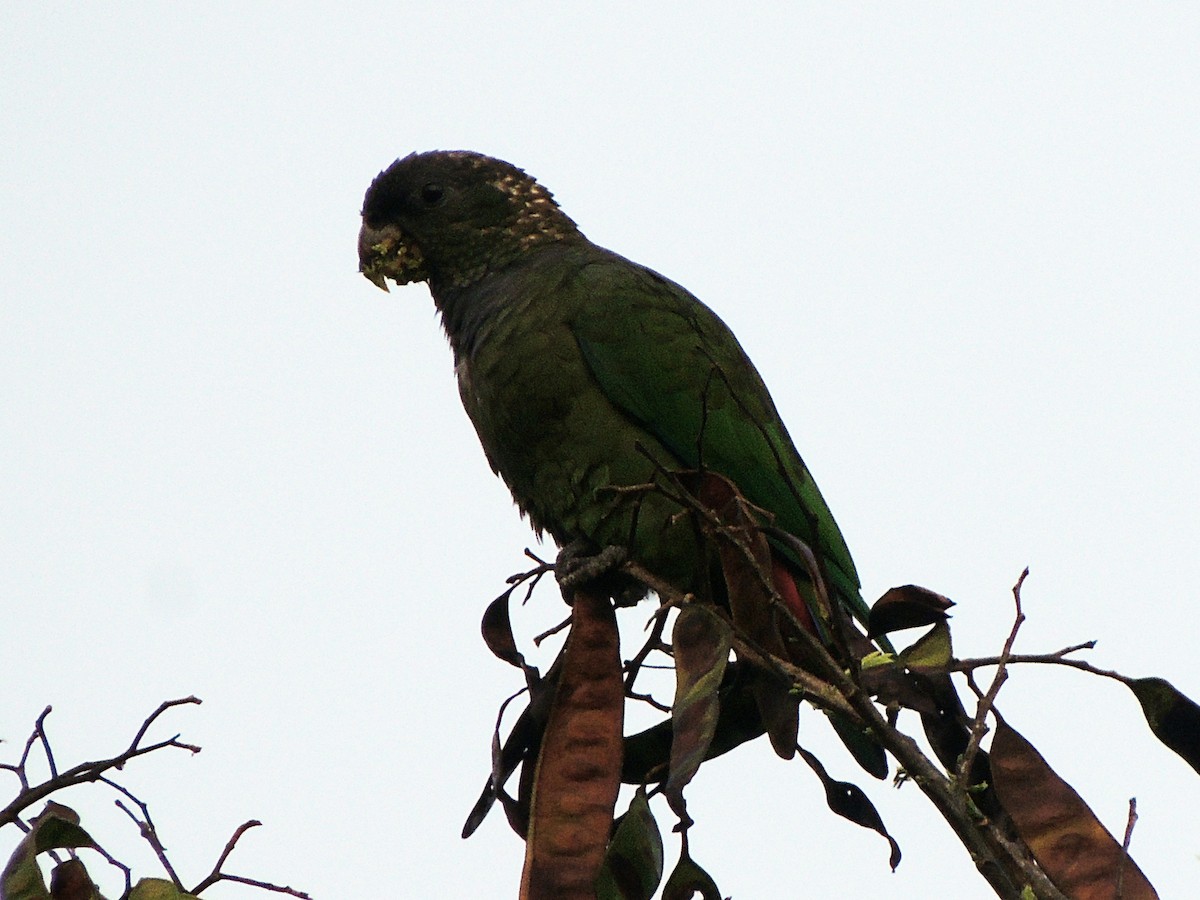 Scaly-headed Parrot - ML612469614