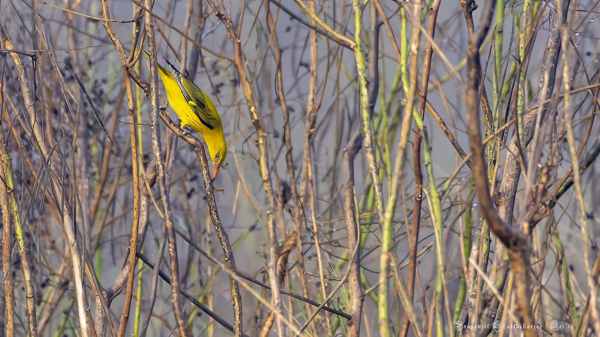 Indian Golden Oriole - ML612469641