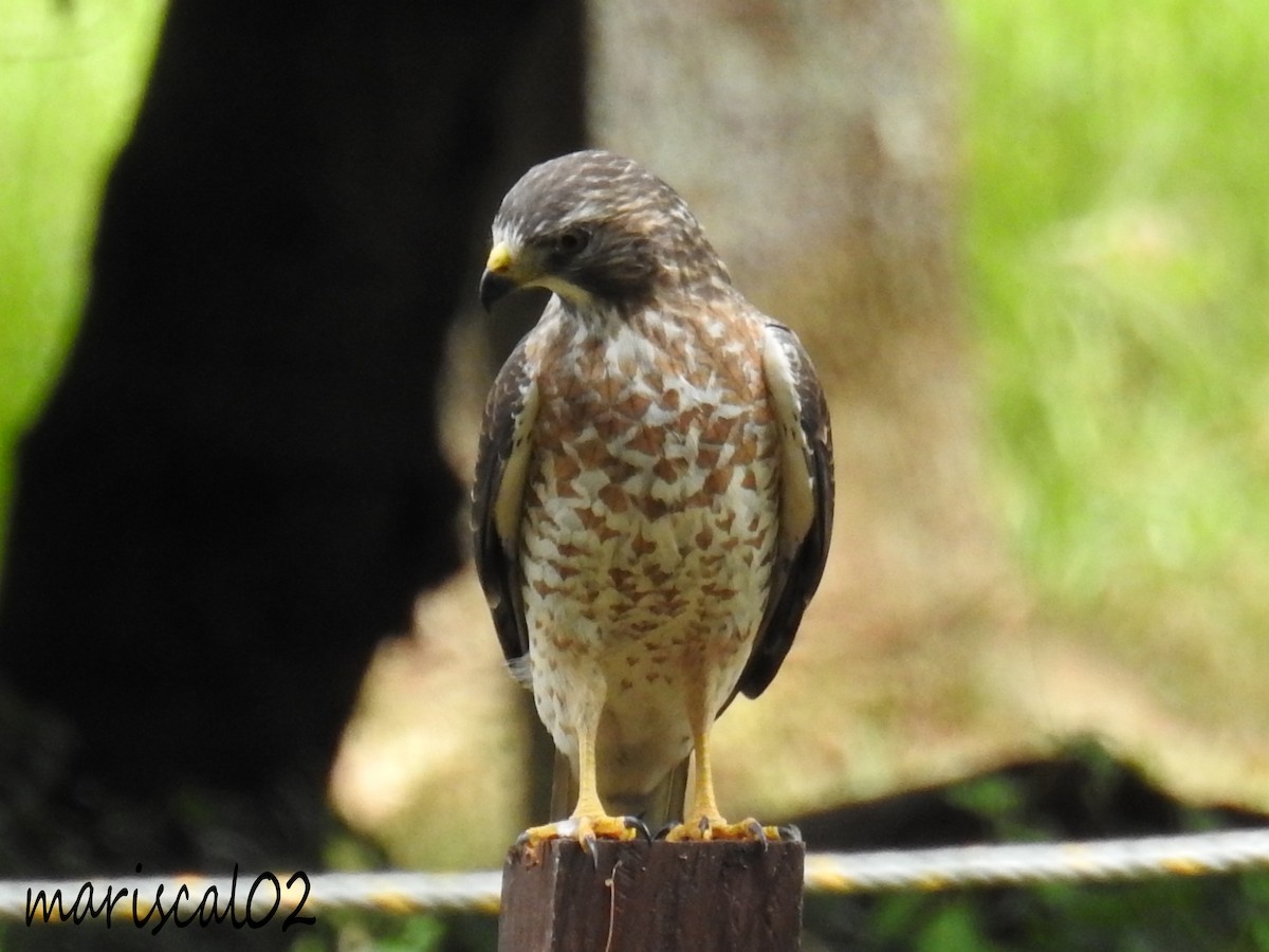 Broad-winged Hawk - ML612469700