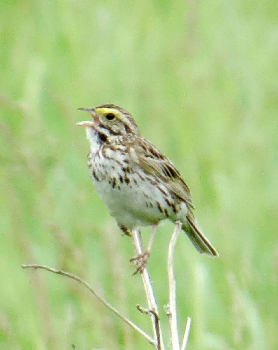 Savannah Sparrow - ML61246971