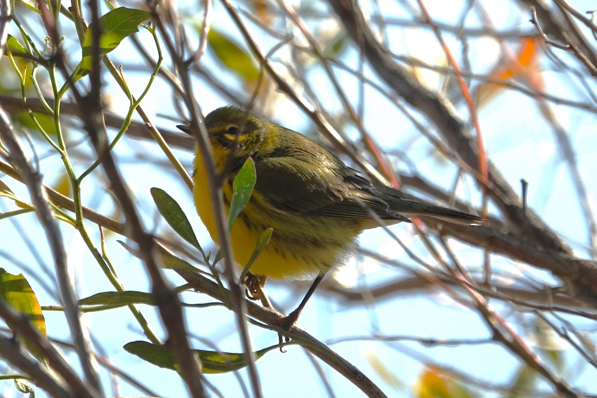 Prairie Warbler - ML612469760
