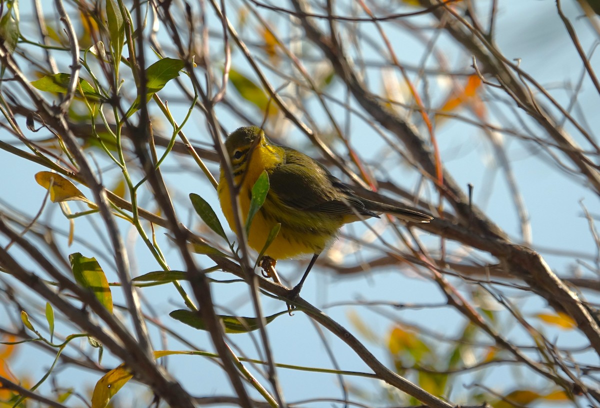 Prairie Warbler - ML612469761