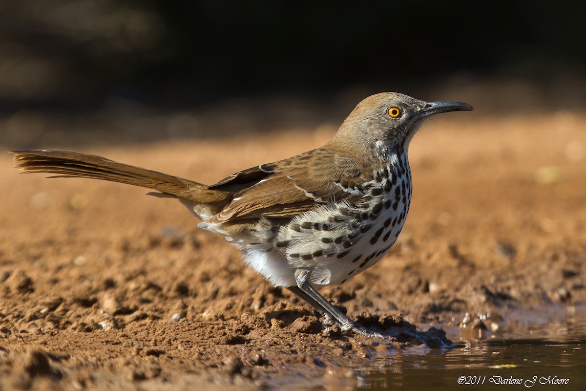 Long-billed Thrasher - ML612469777