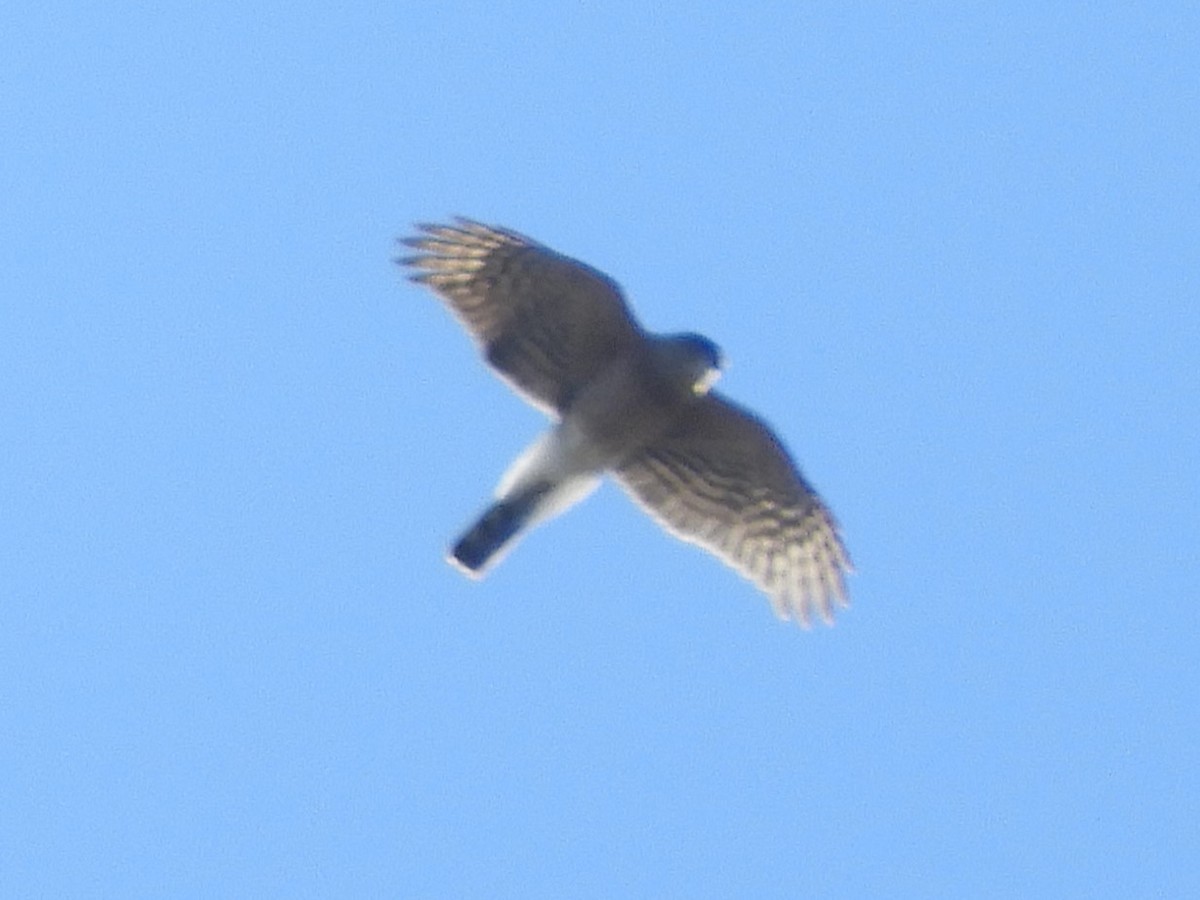 Cooper's Hawk - ML612469781