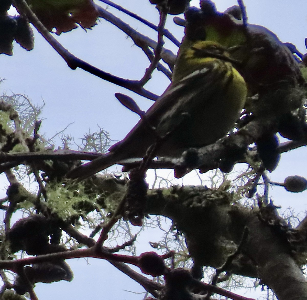 Townsend's Warbler - George Chrisman