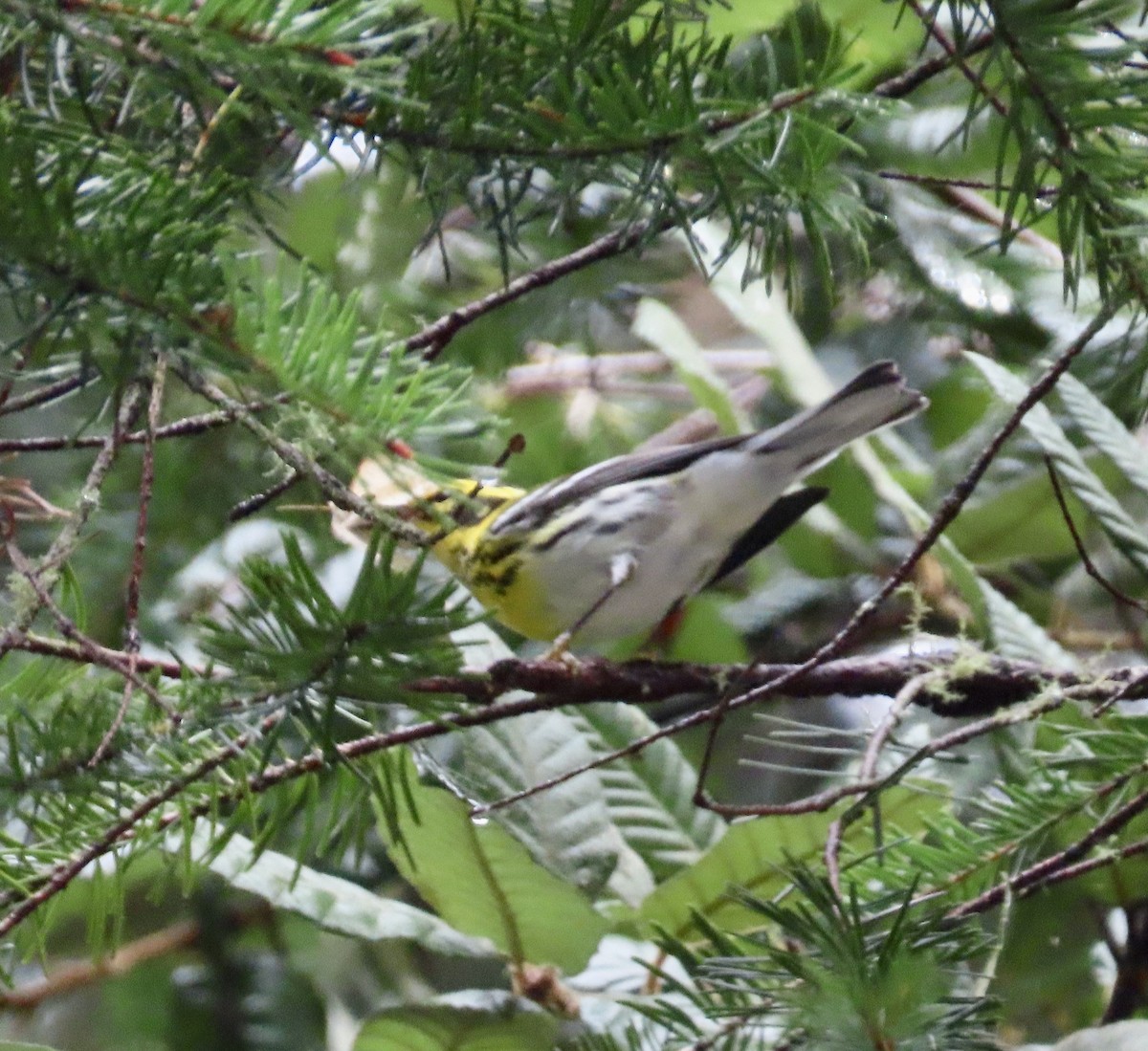 Townsend's Warbler - George Chrisman